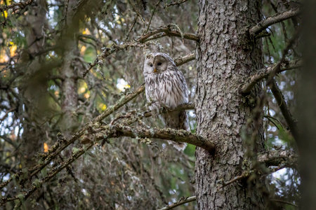 Ural owl (Strix uralensis)の写真素材
