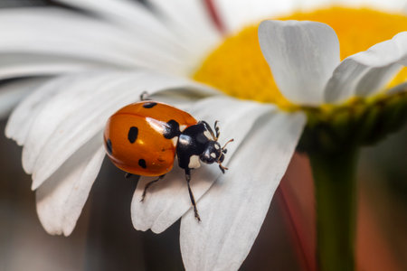 Ladybird beetle (Coccinella septempunctata)の写真素材