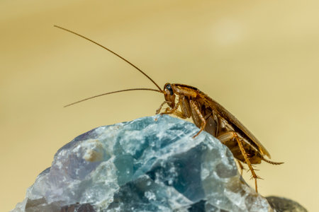 German cockroach (Blattella germanica)