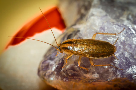 German cockroach (Blattella germanica)の写真素材