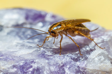 German cockroach (Blattella germanica)