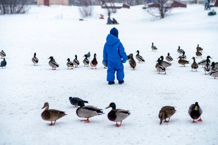 in the park in winter a child plays with wild ducksの写真素材