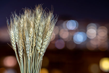 bunch of dry wheat close up and dark background in bokeh styleの写真素材