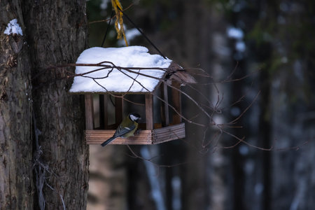 sloppy bird feeder that weighs in the village, a tired bird flew in the spring to eatの写真素材