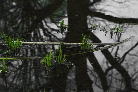 large-scale reflections on a large puddle in the forest.の写真素材