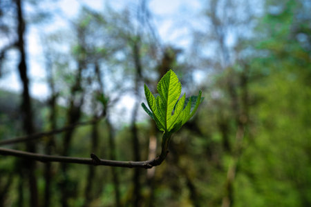 The birth of a new leaf on a tree branch. Branch on a tree in the wild.