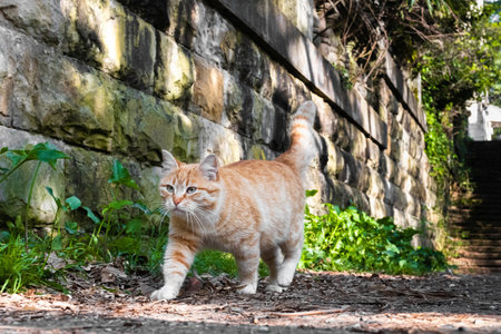 proud wild cat walks along the street of an ancient city
