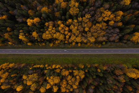 road through the autumn forest with yellow foliage