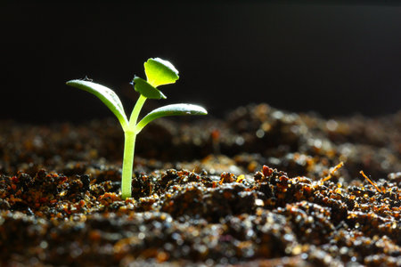 Successful seedling growth