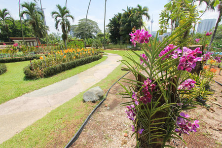 Orchid garden in the Perdana Botanical Gardens, Kuala Lumpur, Malaysiaのeditorial素材