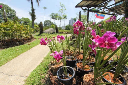 Orchid garden in the Perdana Botanical Gardens, Kuala Lumpur, Malaysiaのeditorial素材