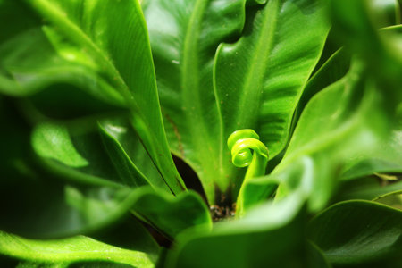 Growth of new leaf from bird nest fernの写真素材