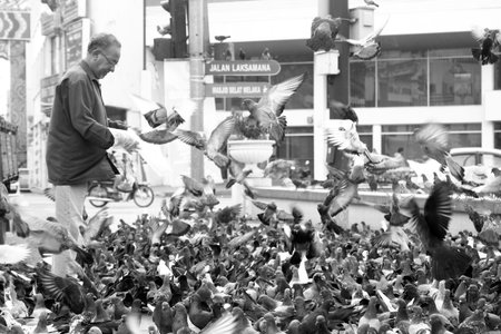 Black and white photo of a man feeding pigeons at Laksamana road, Melaka, Malaysia.のeditorial素材