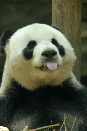 Giant Panda sticking out tongueの写真素材
