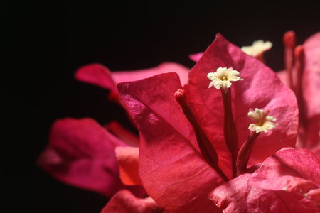 Closeup on white floret of red bougainvillea flowerの写真素材