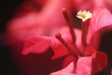 Closeup on white floret of red bougainvillea flowerの写真素材