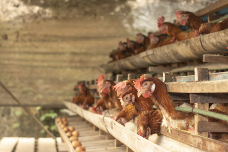 Chicken farm eggs selective point, hens doing eating food, egg chicken farmの写真素材