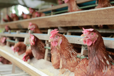 Chickens breed eggs, The chicken took its head out of the cage to eat. chicken breed in the farm,...