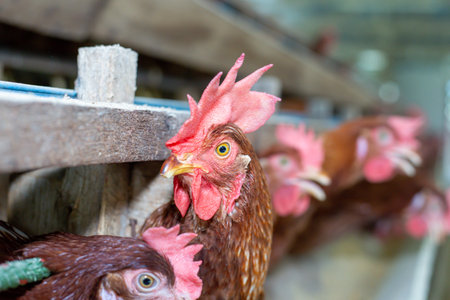 Chickens breed eggs, The chicken took its head out of the cage to eat. chicken breed in the farm, selective point and blurred backgroundの写真素材