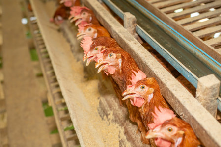 Chickens breed eggs, The chicken took its head out of the cage to eat. chicken breed in the farm, selective point and blurred backgroundの写真素材