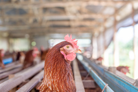 Chickens breed eggs, The chicken took its head out of the cage to eat. chicken breed in the farm, selective point and blurred backgroundの写真素材