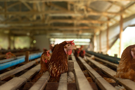 Chickens breed eggs, The chicken took its head out of the cage to eat. chicken breed in the farm, selective point and blurred backgroundの写真素材