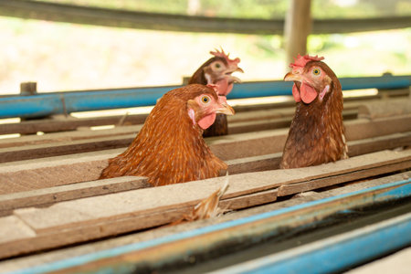 Chickens breed eggs, The chicken took its head out of the cage to eat. chicken breed in the farm, selective point and blurred backgroundの写真素材