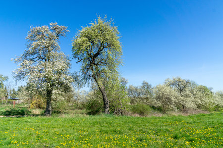 Landscape with meadow and trees - blue skyの写真素材