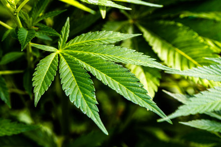 close up of green leaf, cannabis or marijuana plant