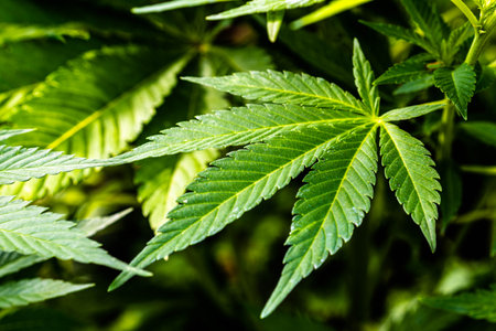 close up of marijuana leafの写真素材