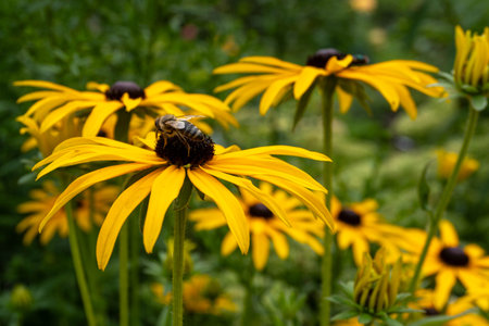 Black eyed susan (Rudbeckia hirta) with beeの写真素材