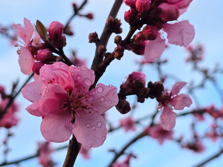 Beautiful peach blossom in spring, close-up of pink flowersの写真素材