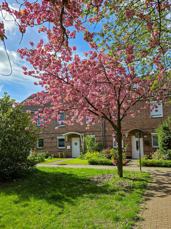 Cherry blossom in the garden of a house in the Netherlandsの写真素材