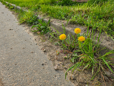Yellow dandelions growing on the side of the road in the villageの写真素材