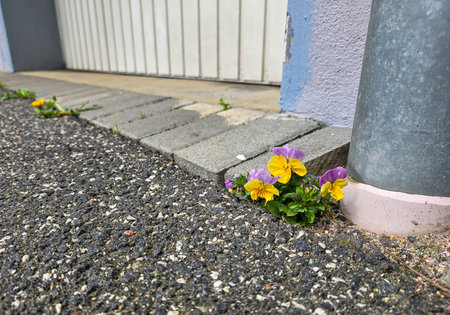Pansy flower in front of a wall with a stone pathの写真素材