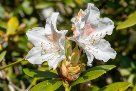 White rhododendron flowers in spring, close-upの写真素材