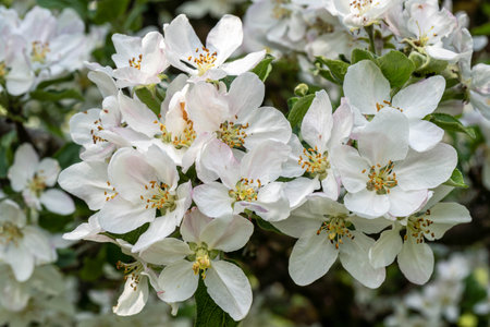 Apple blossom in spring, close-up of a blossoming treeの写真素材