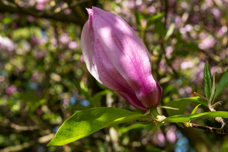 Magnolia flowers on a tree in the garden. Spring season.の写真素材