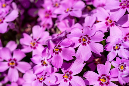 Purple flowers in the garden close-up. Shallow depth of field.の写真素材