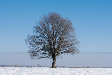 Lonely tree in winter on a snow field with blue skyの写真素材