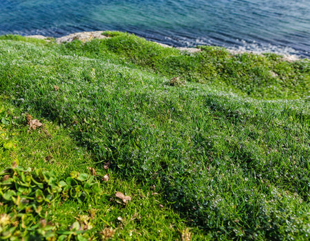 Green grass on the shore of the sea in the morning light.