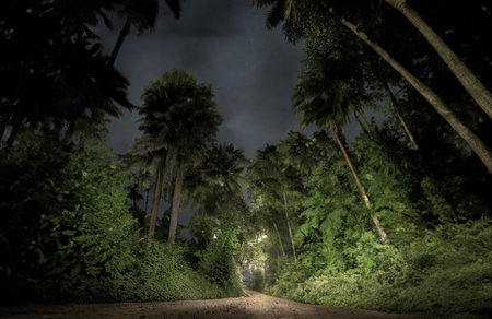 Night view of palm trees and road through the forest at night.の写真素材