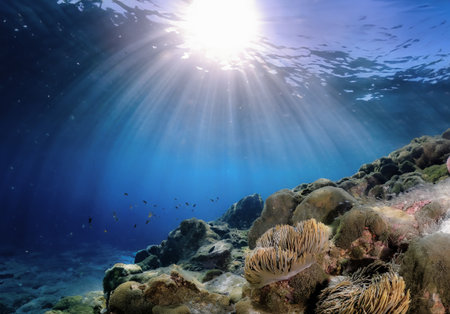 Underwater view of coral reef with fish and sunbeams.の写真素材