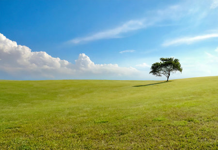 lonely tree on the green grass field with blue sky backgroundの写真素材