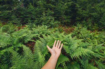 Hand of a young woman touching green fern leaves in the forestの写真素材