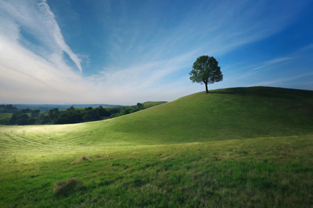 Lonely tree on a hillside with a blue sky.の写真素材