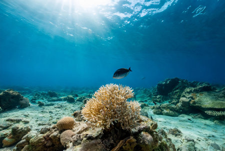 Underwater view of tropical coral reef with fish and sunbeamsの写真素材
