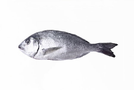 Fresh sea bream fish isolated on white background. Studio shot.の写真素材