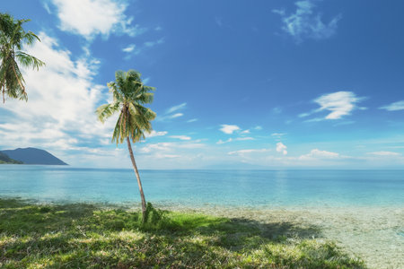 Palm tree on the beach with blue sky and white clouds.の写真素材