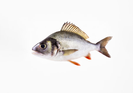durgeon fish isolated on a white background with clipping path.